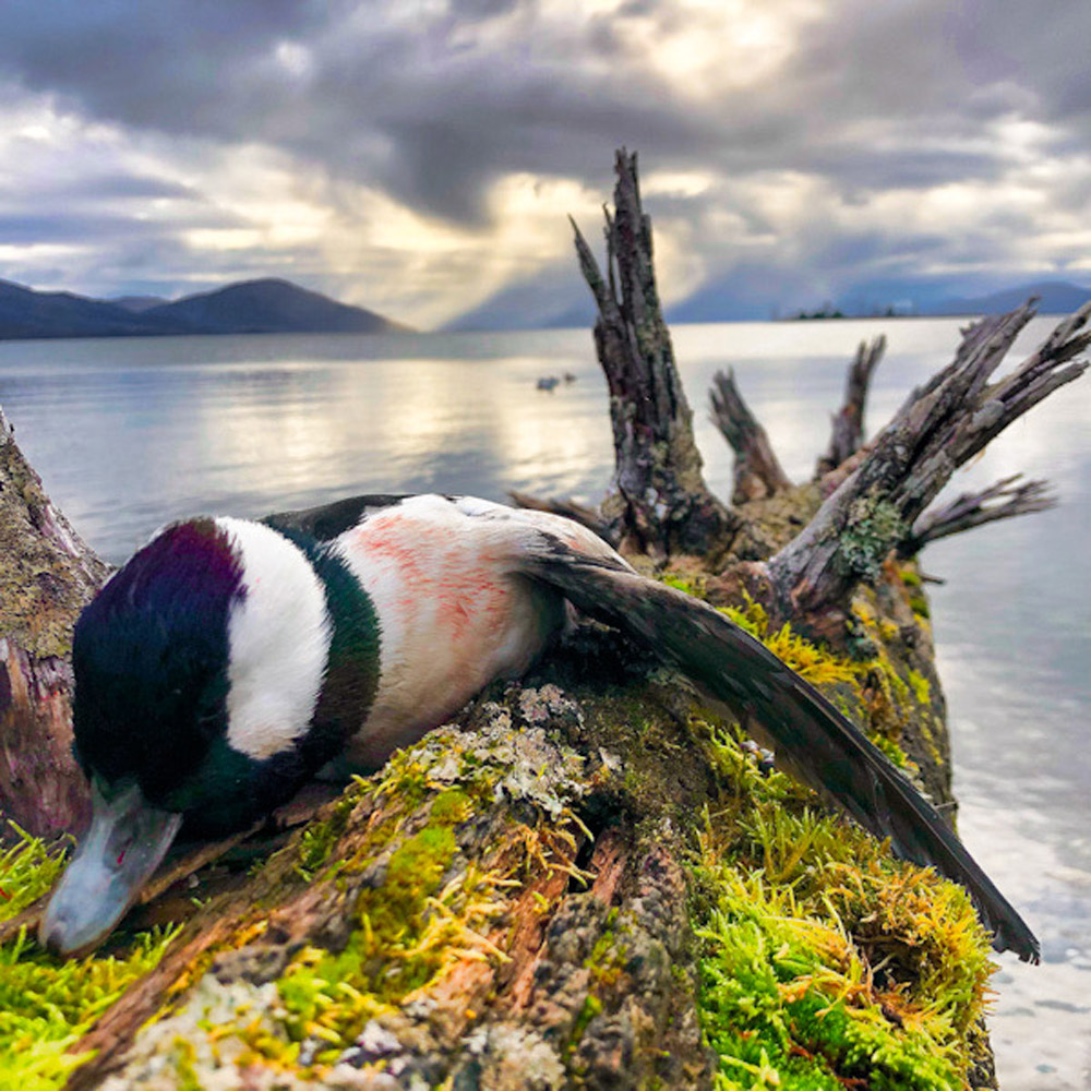 Alaska Sea Duck Hunting