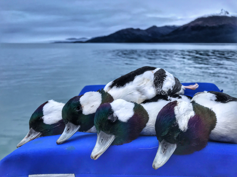 Alaska Bufflehead Hunting Trips