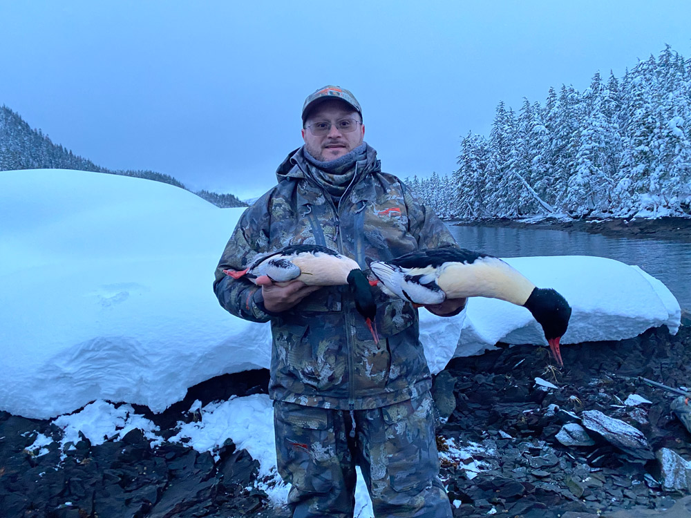 Merganser Hunts In Alaska
