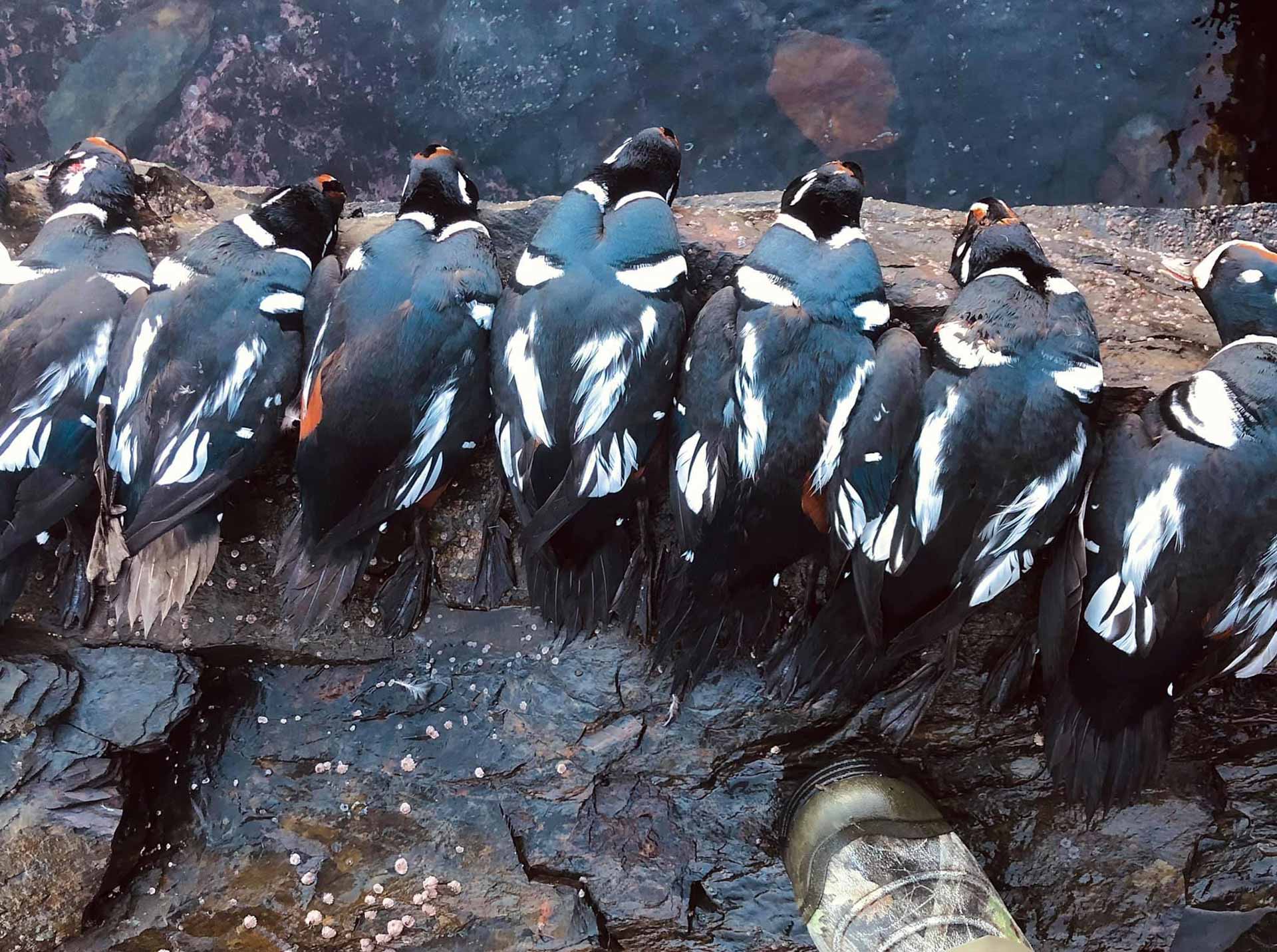 Sea Duck Hunting Prices Best Rates Guided Sea Duck Hunts